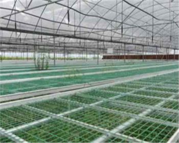 甘肅育苗大棚|連棟溫室大棚