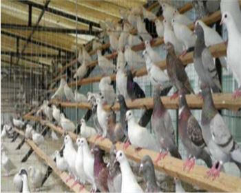 甘肅養(yǎng)殖大棚