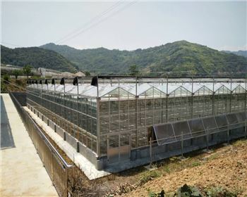 甘肅連棟溫室大棚案例