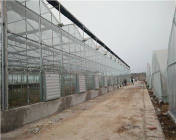 甘肅蔬菜大棚案例