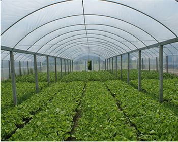 甘肅蔬菜大棚|育苗大棚