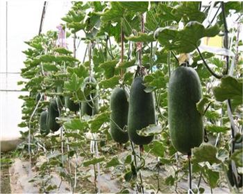 甘肅溫室大棚瓜果大棚