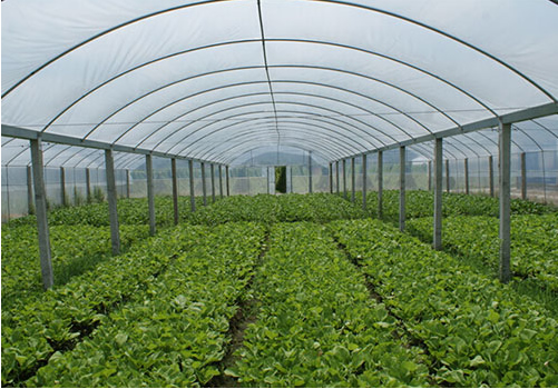 陜西蔬菜大棚廠家 陜西蔬菜大棚廠家