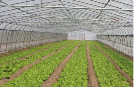 陜西溫室大棚 陜西溫室大棚